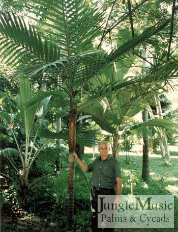BURRETIOKENTIA VIELILLARDII